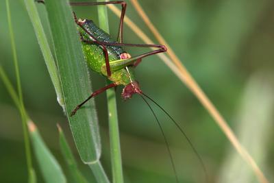 Barbitistes fischeri