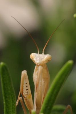 Mantodea sp.