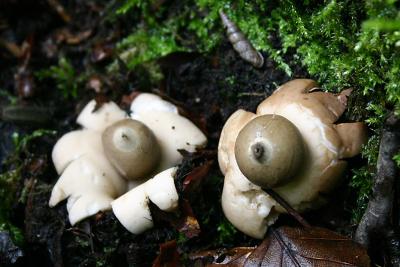 Geastrum fimbriatum