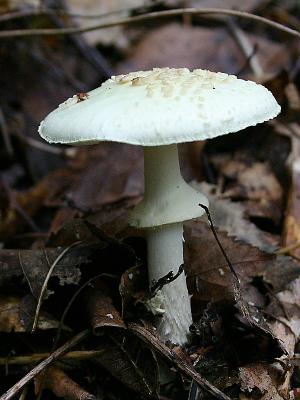 Amanita citrina