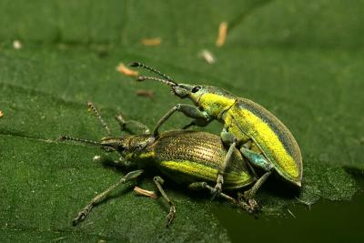 Chlorophanus viridis