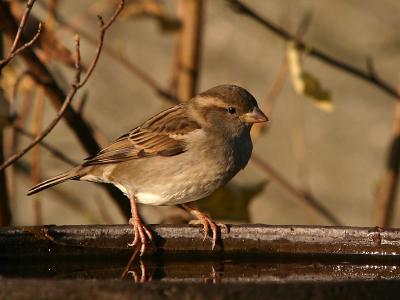 House Sparrow (female)