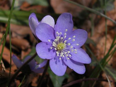 Hepatica nobilis