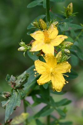 Hypericum perforatum