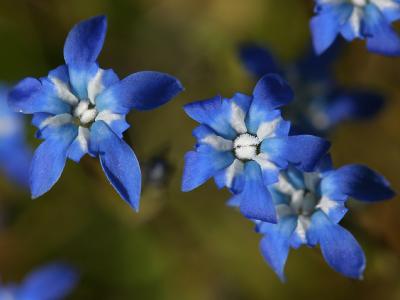 Gentiana orbicularis