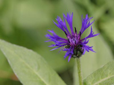 Centaurea montana