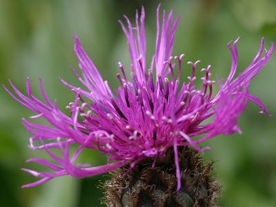 Centaurea uniflora