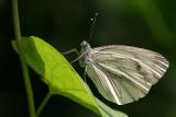 Pieris napi