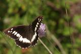 Brintesia circe