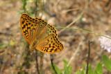 Argynnis paphia