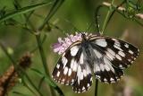 Melanargia galathea