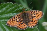 Boloria euphrosyne