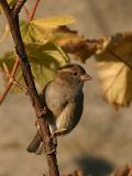 House Sparrow