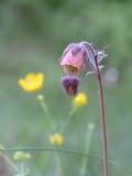 Geum rivale