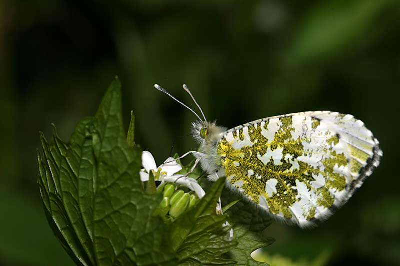 Anthocharis cardamines