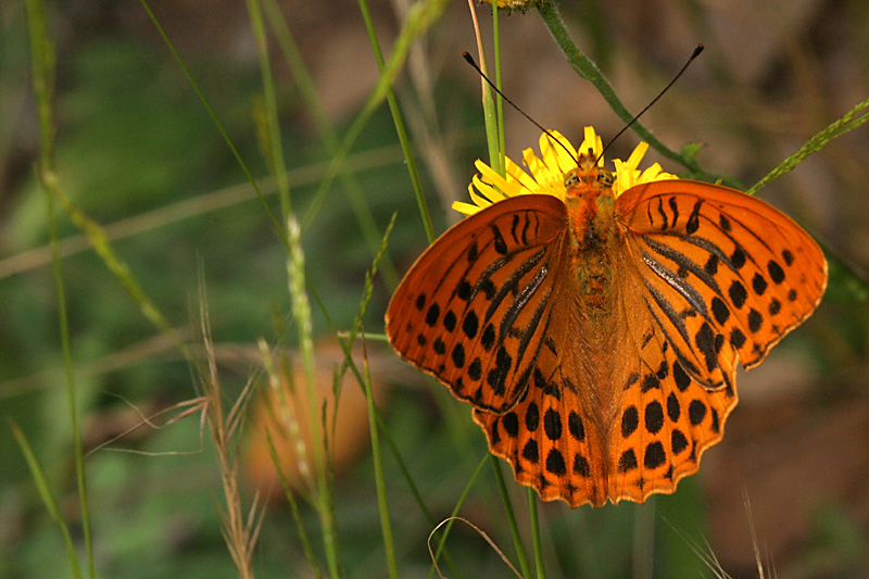 Argynnis paphia
