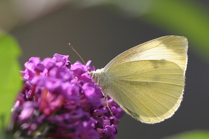 Pieris rapae