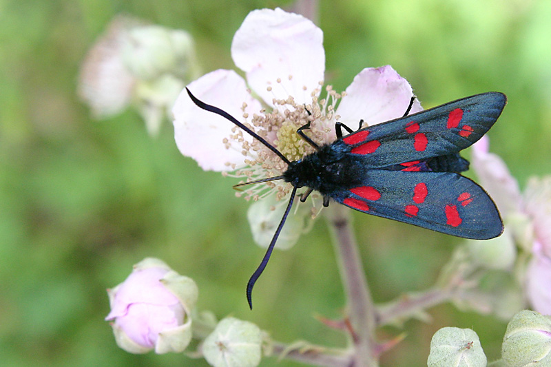 Zygaena filipendulae