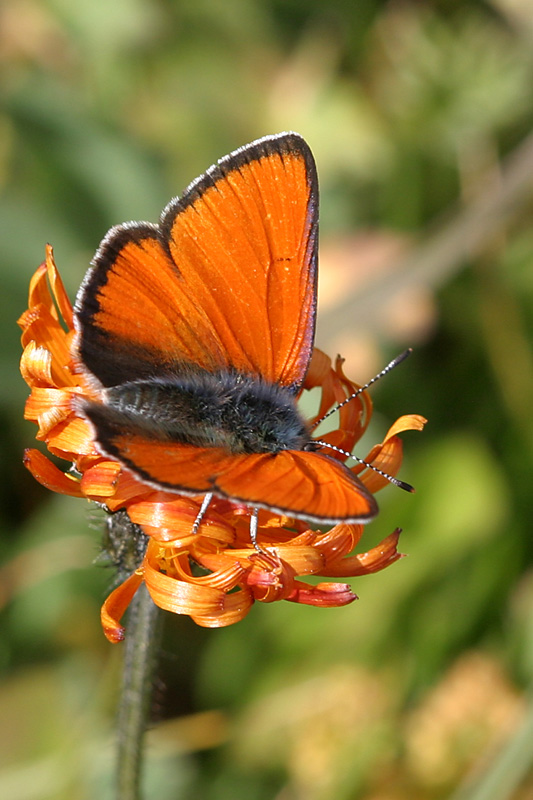 Lycaena virgaureae
