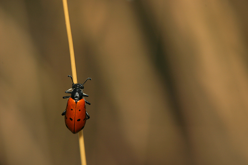 Mylabris quadripunctata