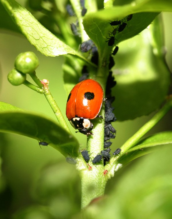 Adalia bipunctata