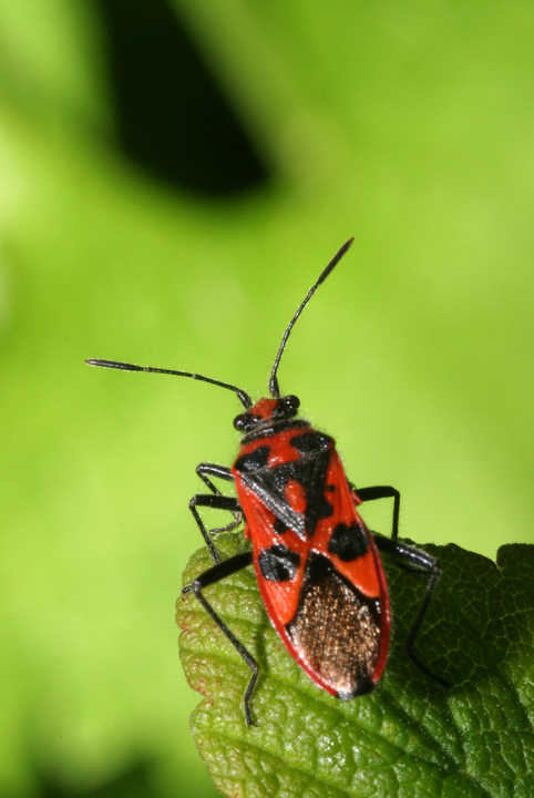 Corizus hyoscyami