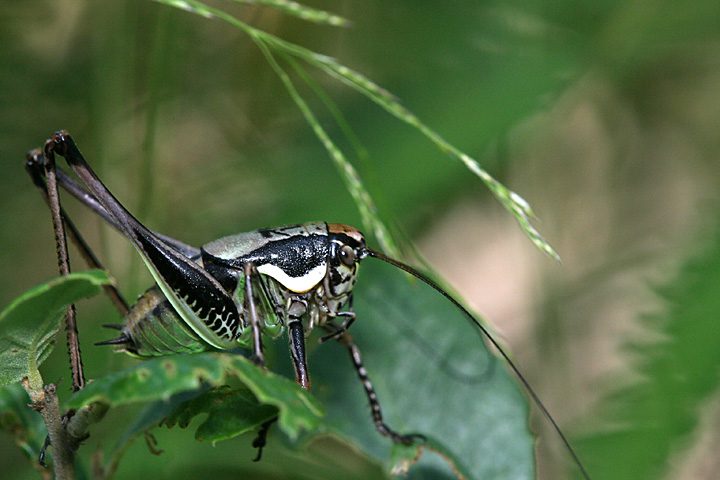 Tettigoniidae