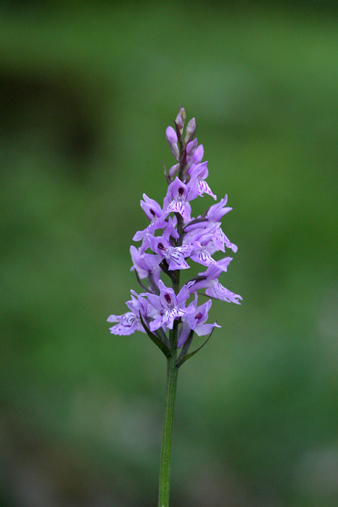 Dactylorhiza fuchsii