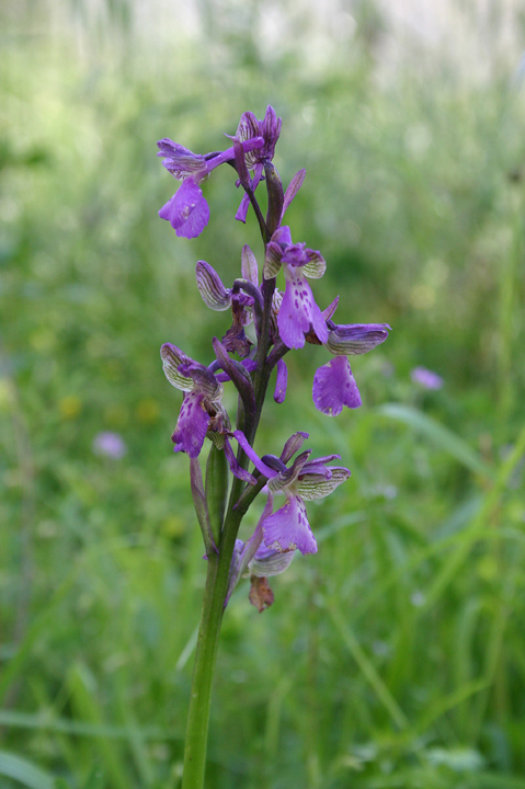 Orchis morio