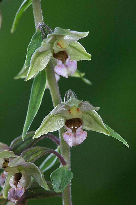 Epipactis helleborine