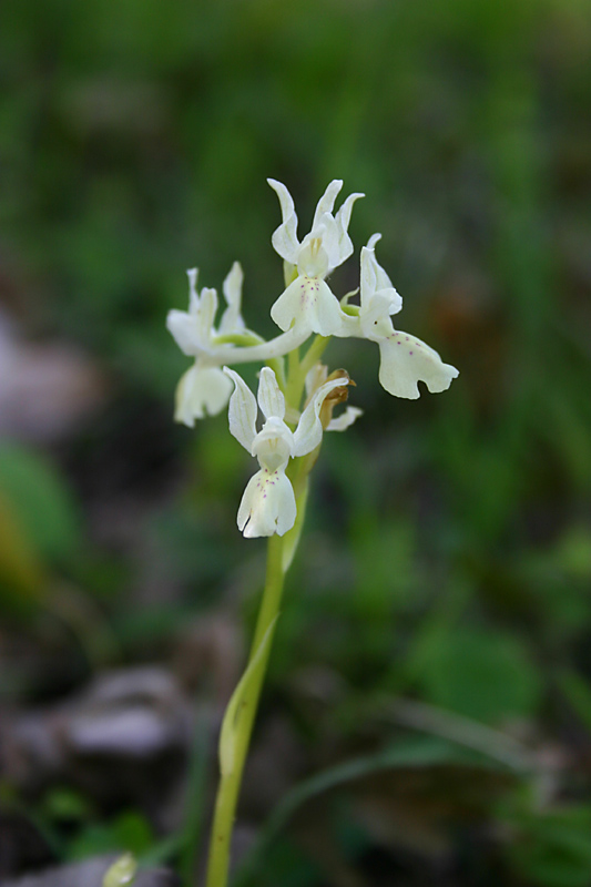 Orchis provincalis