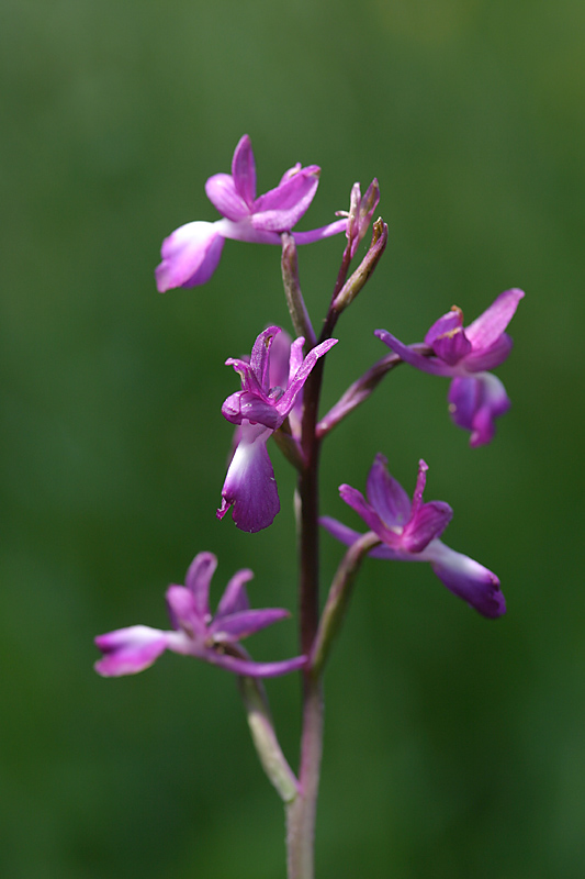 Orchis laxiflora