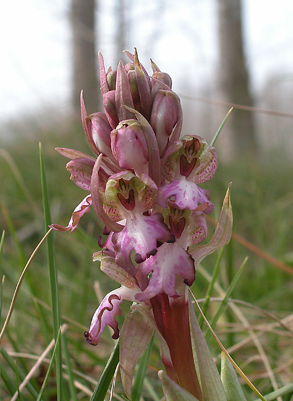 Barlia robertiana