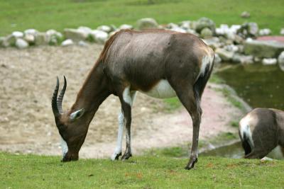 bontebok4045001.jpg