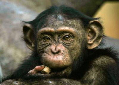 chimp3976001.jpg