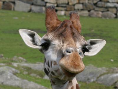 Giraff3557001.jpg