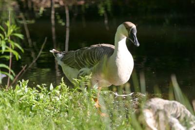 Goose3954001.jpg