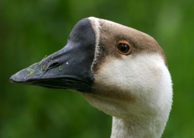 Goose4198001.jpg