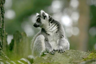 Lemur4267001.jpg