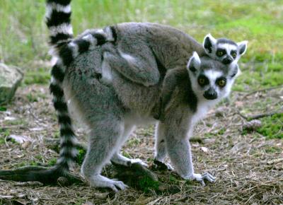 Lemur4275001.jpg