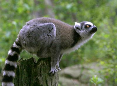 Lemur4279001.jpg