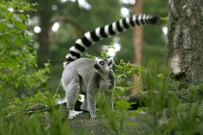 Lemur4292001.jpg