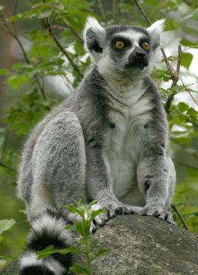 Lemur4298001.jpg