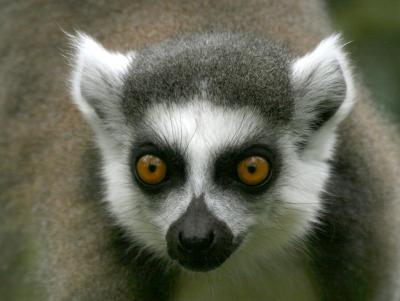 Lemur4310001.jpg