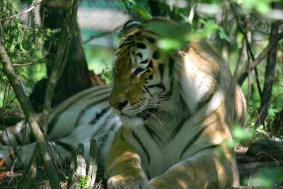Tiger3657001.jpg
