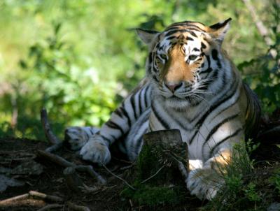 Tiger3801001.jpg