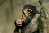 chimp3991001.jpg