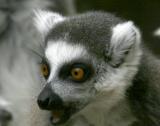 Lemur4030001.jpg