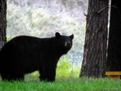 Black Bear - Montana