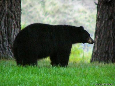 Big Black Bear - Montana